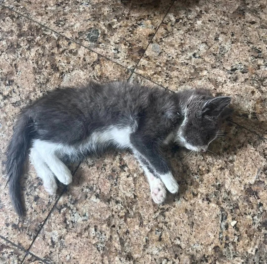 u9jqt136972jdjc's tweet photo. 💥URGENT💥LETHARGIC KITTEN FOUND IN A HALLWAY OF A BUILDING💥 Updates to follow. Click the link in our BIO to donate.
.
#rescue #adoptdontshop #nyc #newrescue #urgent #spreadtheword #donate #poorbaby #spreadthelove #savealife #helpus #fortheanimals #rescuecat #cat #cats https://t.co/48vMzoLXTV