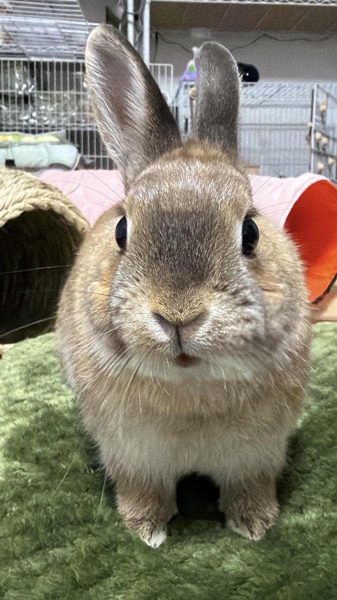 あんよみじかいちゃん (体重測定のおやつタイム中) #うさぎのいる暮らし