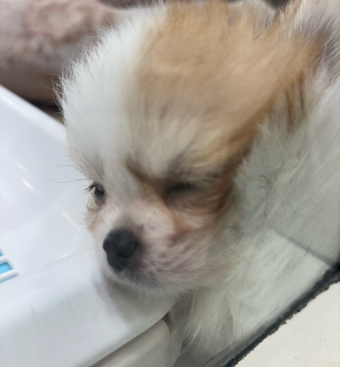 Yoake_t's tweet photo. 産まれたけど育てられないと
事情は考慮しますが命です
綺麗事ではなく命です
引き取りに🚙
群馬遠かった
高速パーキングにドッグランあるの良いですね https://t.co/xW1bDrR3K6