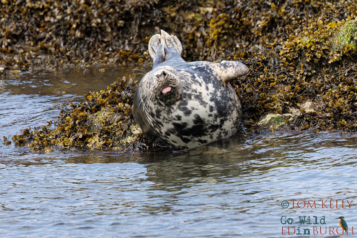 gowildedinburgh's tweet photo. Took advantage of the calm waters on the Firth of Forth this week, to photograph the grey seals around the Forth Bridges and Inchcolm Island.

#seals #greyseals #firthofforth #Inchcolm #InchcolmAbbey https://t.co/MdqjdEayE5
