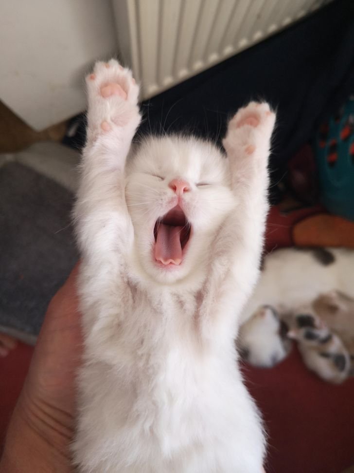SweetMin309's tweet photo. Yawning cat🐈‍⬛🫳

#SUGA https://t.co/MoGPANwoas
