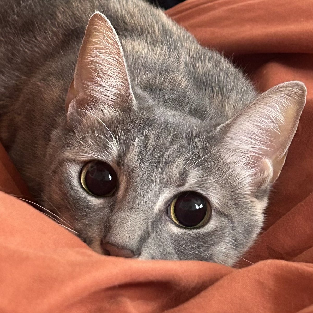tzinttv's tweet photo. she looks like a cartoon kitten bro HER EYES https://t.co/NYTe2Vf6HU