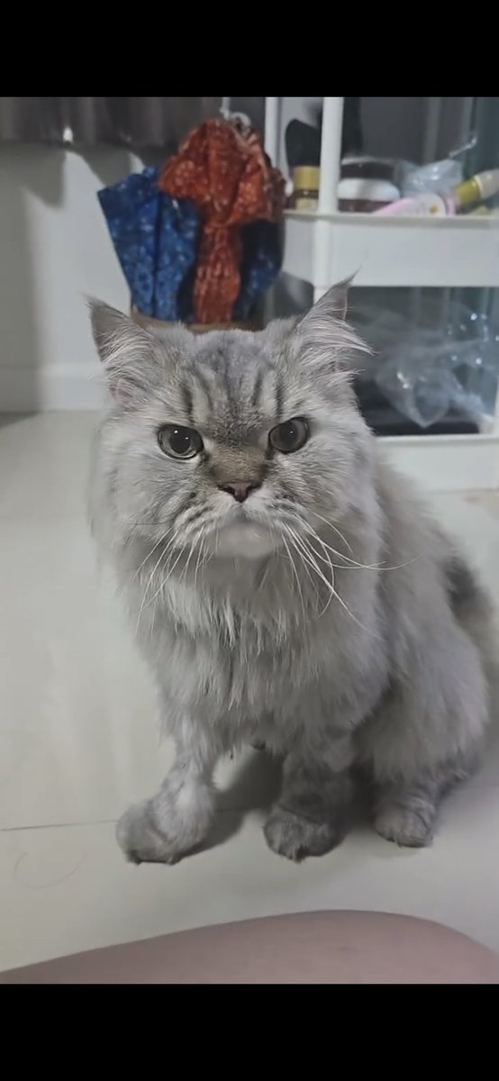 genterment's tweet photo. น้องกลับมาบ้านแล้วนะคะ เดินกลับมาเองเลย แงงงง ขอบคุณทุกคนมากๆเลยค่ะที่ช่วยแชร์และให้กำลังใจ ป้าจะได้นอนหลับสนิทแล้ว😭✌️🫶🏻🙏🏻💙 https://t.co/HYKGspL0Hs