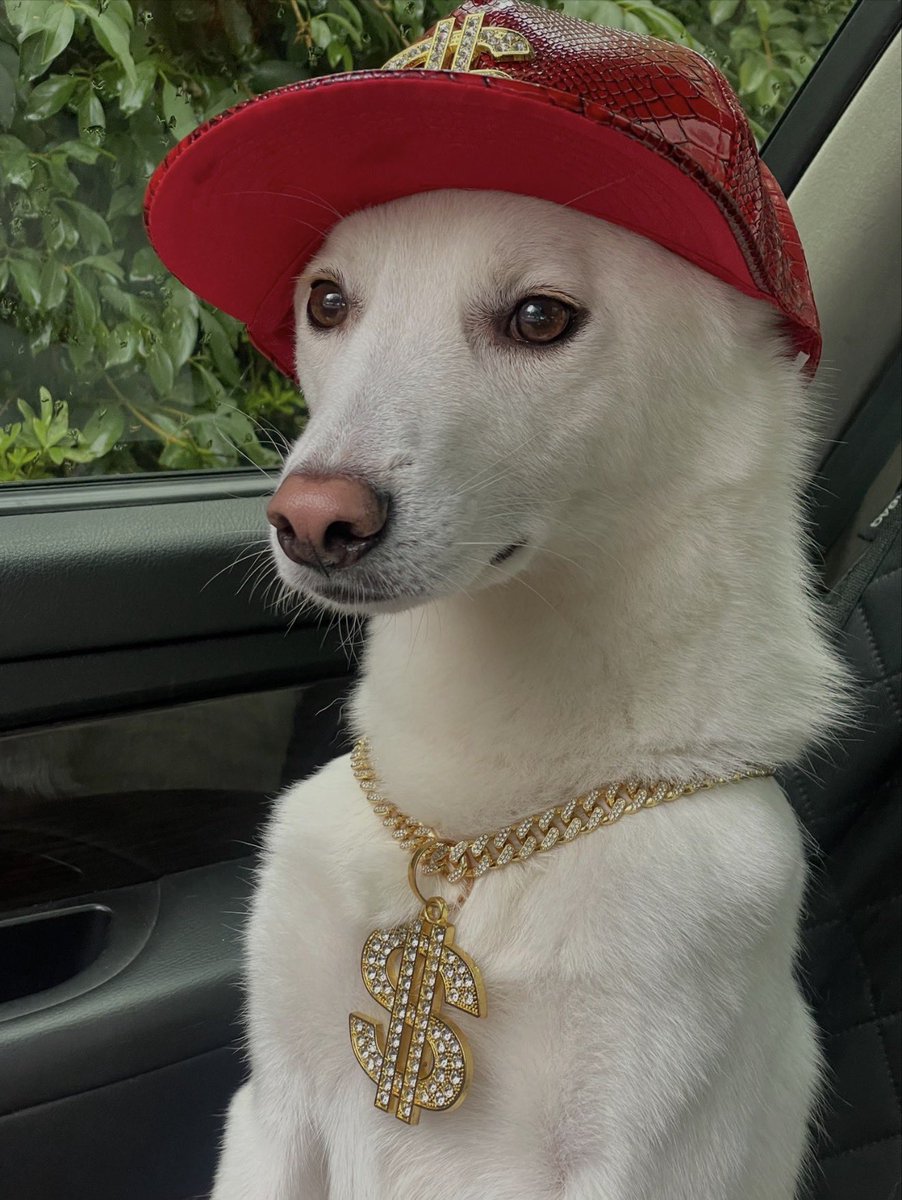 koj9088's tweet photo. Day 2. 
Surviving the storm, $DAWG is still standing strong. 🌊
The noise from the bots has faded away, and now, it’s time for the real ones. We are focused on direction, not just speed. Building this journey to the top, one step at a time. Let’s keep building. 🐕‍🦺
#DAWG #Solana #MemeCoin #Day2