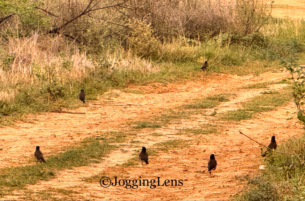 jogginglens's tweet photo. Small Jog, but great beauties https://t.co/7AZsgssX46