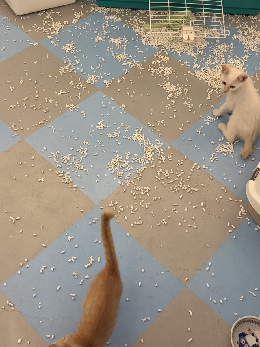 mameK527's tweet photo. 夜中の12時過ぎに仔猫達の部屋のドアを開けたら

猫砂の散った床にスライディングで出迎えてくれたなちゅには誰も敵わない気がしてきた😵‍💫

＃百均隊 
＃なちゅ吉 https://t.co/IJdOHrDzem