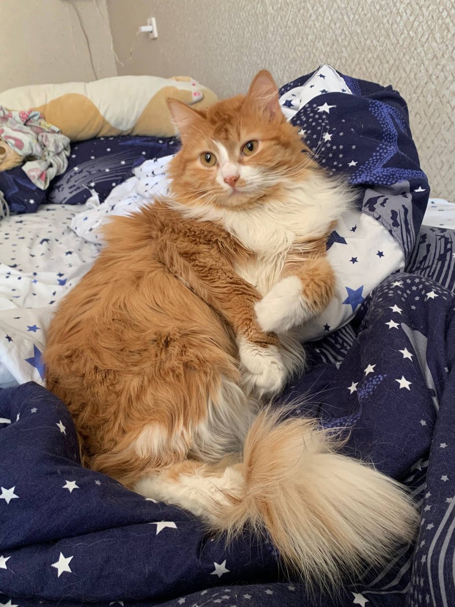 SAT0UTTU's tweet photo. @_mirai_sh_ АТО🥺🥺🥺это коржик! https://t.co/r73HWVw97J