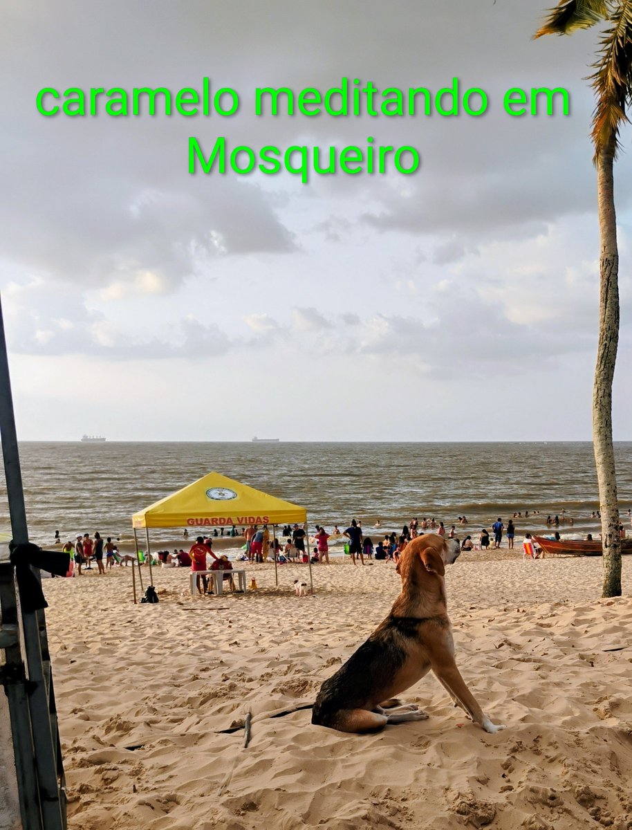 LanoMosqueiro's tweet photo. Até o caramelo em mosqueiro e tu não https://t.co/RxJLT80U72