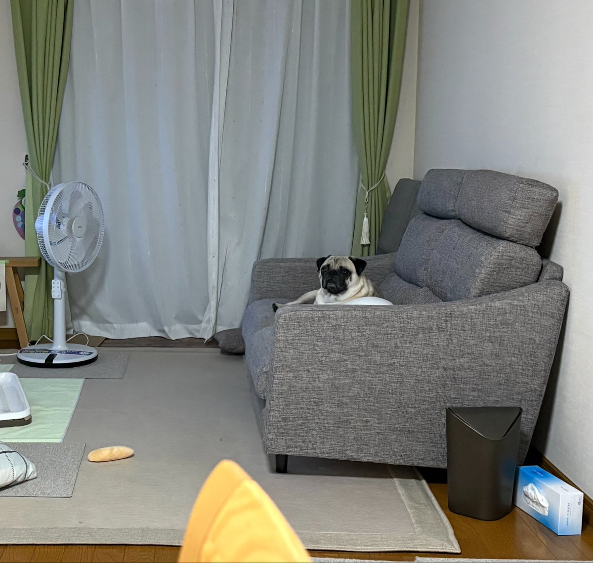 consome0606's tweet photo. これは実家でソファを占領しくつろぐ犬🐶 https://t.co/z8PjkAjQXL