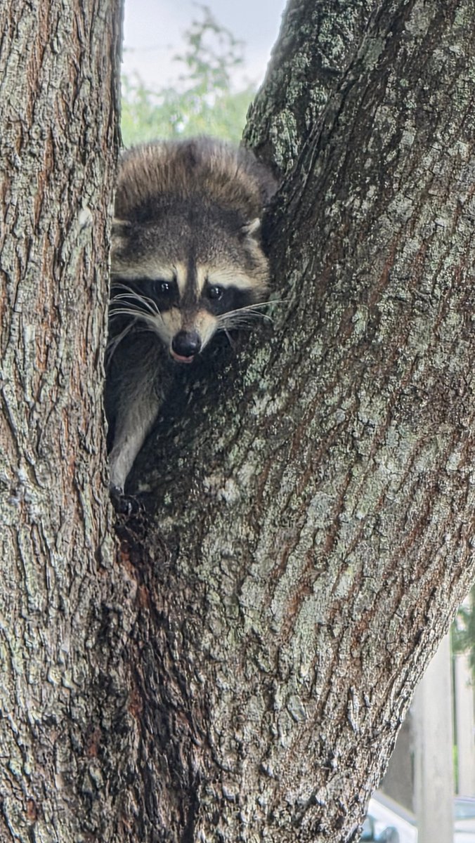 lefinley's tweet photo. Morning walk earlier delivered.... 🦝🐤 https://t.co/K10I3cplhf