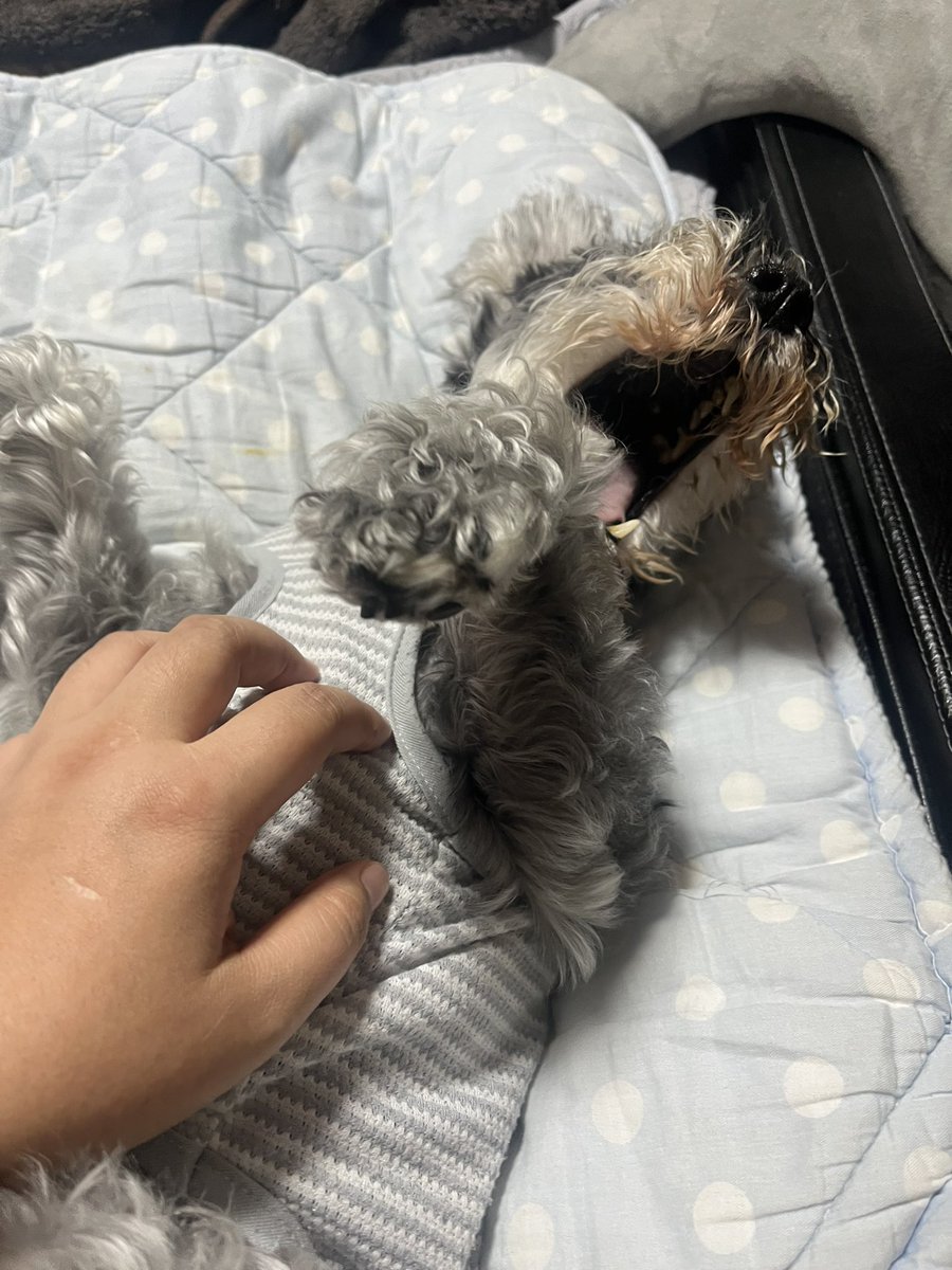 toriyamai's tweet photo. 夕方以降のテンションが高めな日　老犬情報 https://t.co/kpqbKARovF