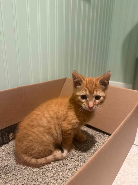 GuelphLostPets's tweet photo. SEEKING OWNER. Orange tabby short-haired male kitten found near Wellington Rd 39 &amp; Curtis Dr in Guelph on July 11. About 3 months old. If he's yours or you have any info about him contact #Guelph Humane Society at 519-824-3091 or lostandfound@guelphhumane.ca (ID 2000456220) https://t.co/7PH4B3t05r