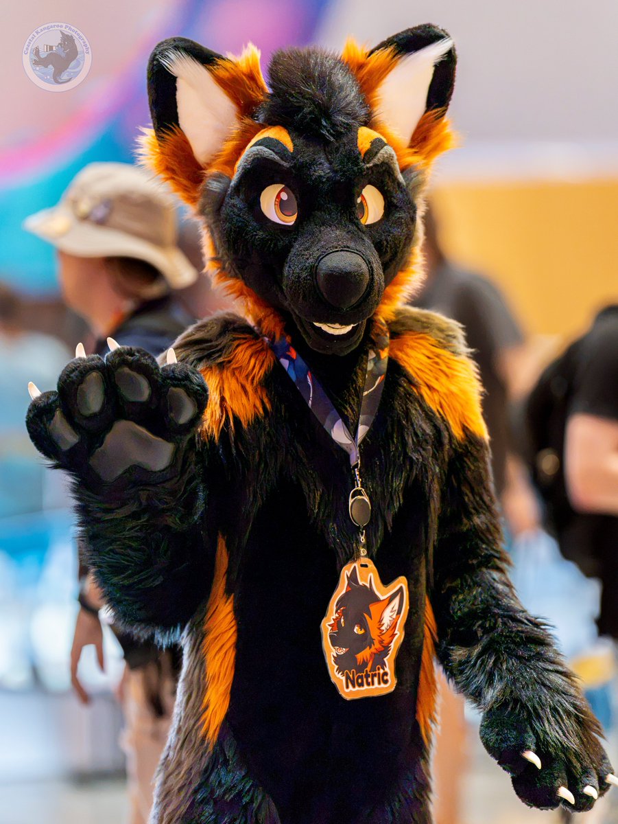 NatricCrossFox's tweet photo. What would you do if this friendly fox walked towards you? 👀

📸 @CoastalKangaroo https://t.co/v7p08mOviE