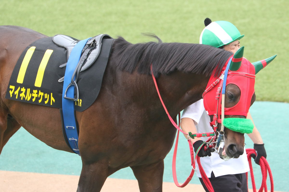 shiro216's tweet photo. 2026.6.14 TOKYO RACE COURSEにて♪

メイン11R ウッドバイン競馬場賞パラダイスステークス(3歳以上オープン 芝1400m)(Ｌ)を勝利した、マイネルチケット
(牡4 父ダノンバラード 宮徹きゅう舎)(津村明)
勝ちタイム 1:20.3
天候:曇 芝:良
(1番人気/13頭立て)
※枠内駐立不良で疾病により1頭競走除外 https://t.co/BrpKDX85aC