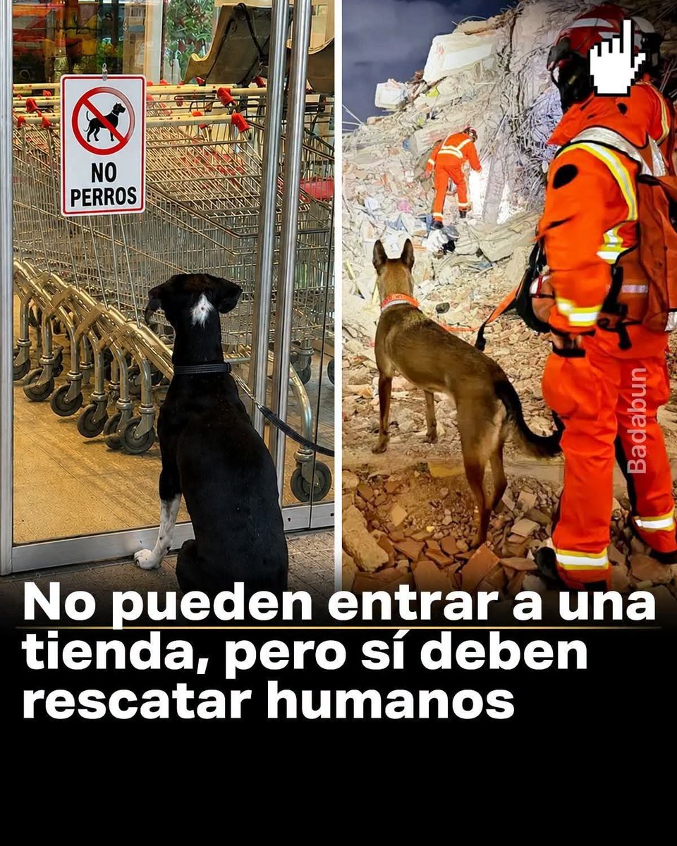 alejandra_llata's tweet photo. @ElFinanciero_Mx #PedroSola #Ventaneando #TvAzteca #PatyChapoy #ricardosalinss #mascotas #doglovers #adopcionresponsable https://t.co/F6JqJbxdtP