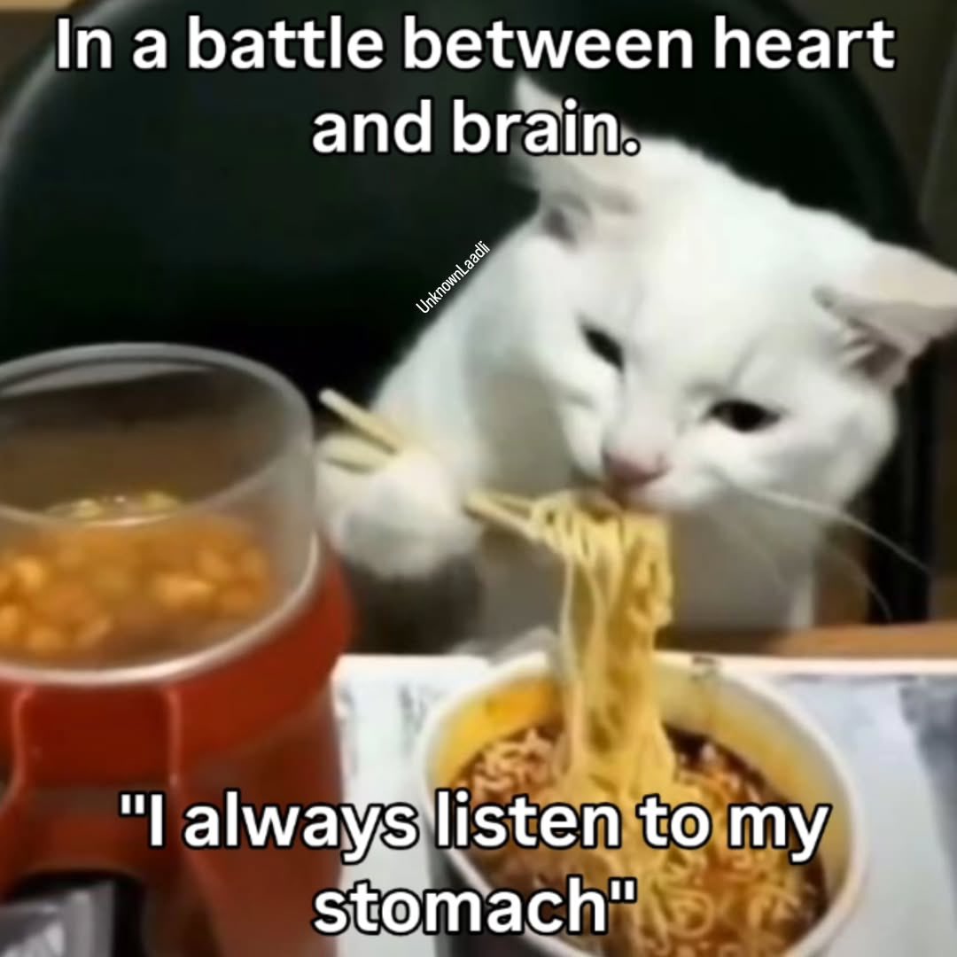 literallymecats tweet picture