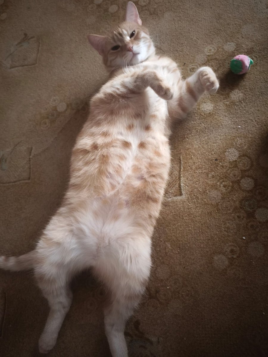 Tlapkarium's tweet photo. A když je nám ouvej, vzpomene si na nás kdysi náš LUÍ a pošle pozdrav z domova 😻. Na dobití baterek to nejlepší 🥰 https://t.co/GD0ahD12QB