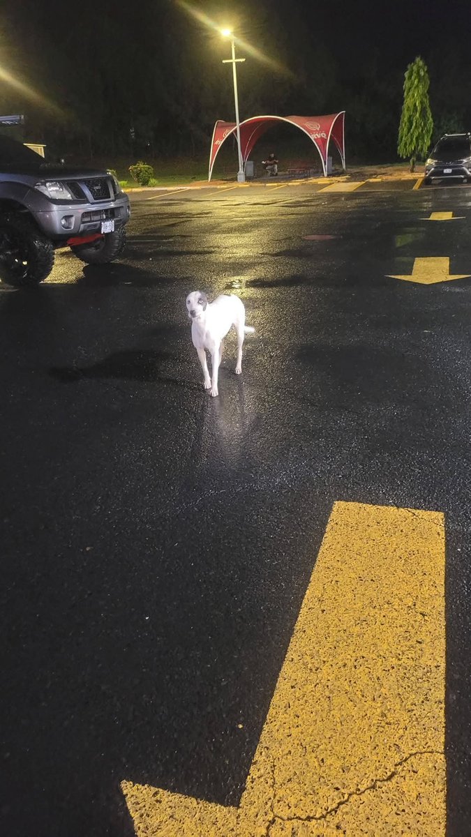 lyssitta's tweet photo. SERVICIO SOCIAL✅️
#REPORTAN ⚠️
#EMERGENCIACANINA 🆘
#URGENTE ‼️
NOS PIDEN PUBLICAR 👇🏻
Hay dos perritas en la gasolinera texaco que esta cerca del aeropuerto, la cafe esta embarazada no tarda en parir y ahí pasan dice los muchachos pero se mojan, la blanca le da duro a la café.
Es en la texaco de San Luis Talpa , los empleados dicen que llegaron y ya no se fueron de ahi
alguien pudiera llevarselas porq están expuestas a ser atropelladas y la que esta por parir necesita resguardo !!!!
Y cuando llueve no hay a donde se refugien
alguien pudiera ayudar!!🙏