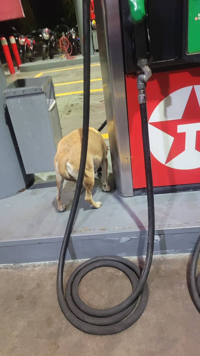 lyssitta's tweet photo. SERVICIO SOCIAL✅️
#REPORTAN ⚠️
#EMERGENCIACANINA 🆘
#URGENTE ‼️
NOS PIDEN PUBLICAR 👇🏻
Hay dos perritas en la gasolinera texaco que esta cerca del aeropuerto, la cafe esta embarazada no tarda en parir y ahí pasan dice los muchachos pero se mojan, la blanca le da duro a la café.
Es en la texaco de San Luis Talpa , los empleados dicen que llegaron y ya no se fueron de ahi
alguien pudiera llevarselas porq están expuestas a ser atropelladas y la que esta por parir necesita resguardo !!!!
Y cuando llueve no hay a donde se refugien
alguien pudiera ayudar!!🙏