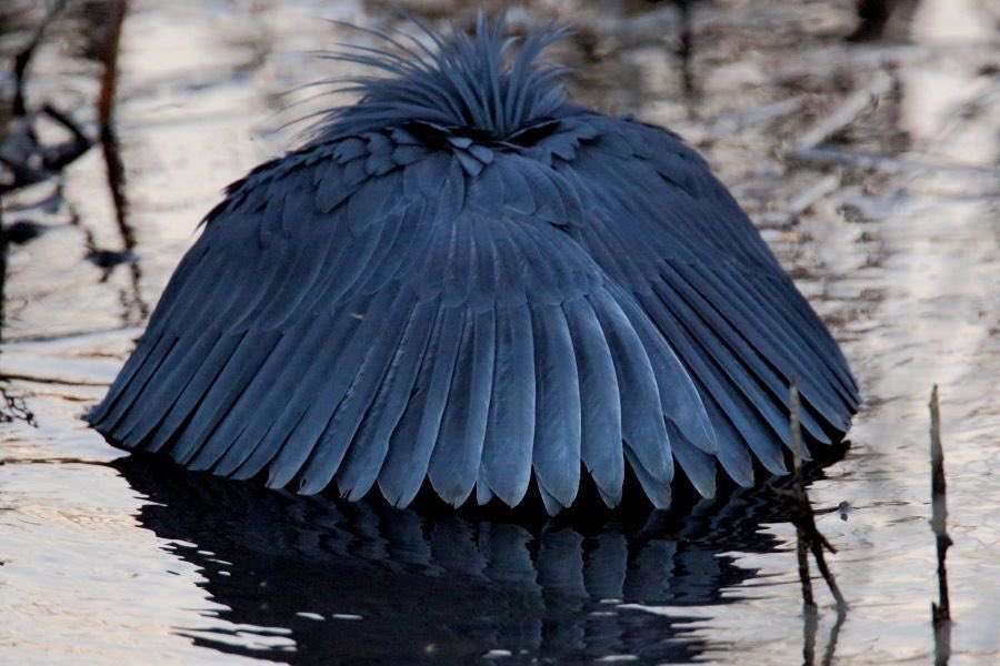 pmamtraveller's tweet photo. The unique hunting technique known as canopy feeding used by the Black Heron https://t.co/Fm9rwI8abO
