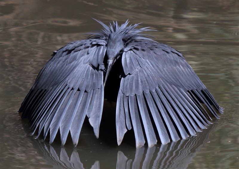 pmamtraveller's tweet photo. The unique hunting technique known as canopy feeding used by the Black Heron https://t.co/Fm9rwI8abO