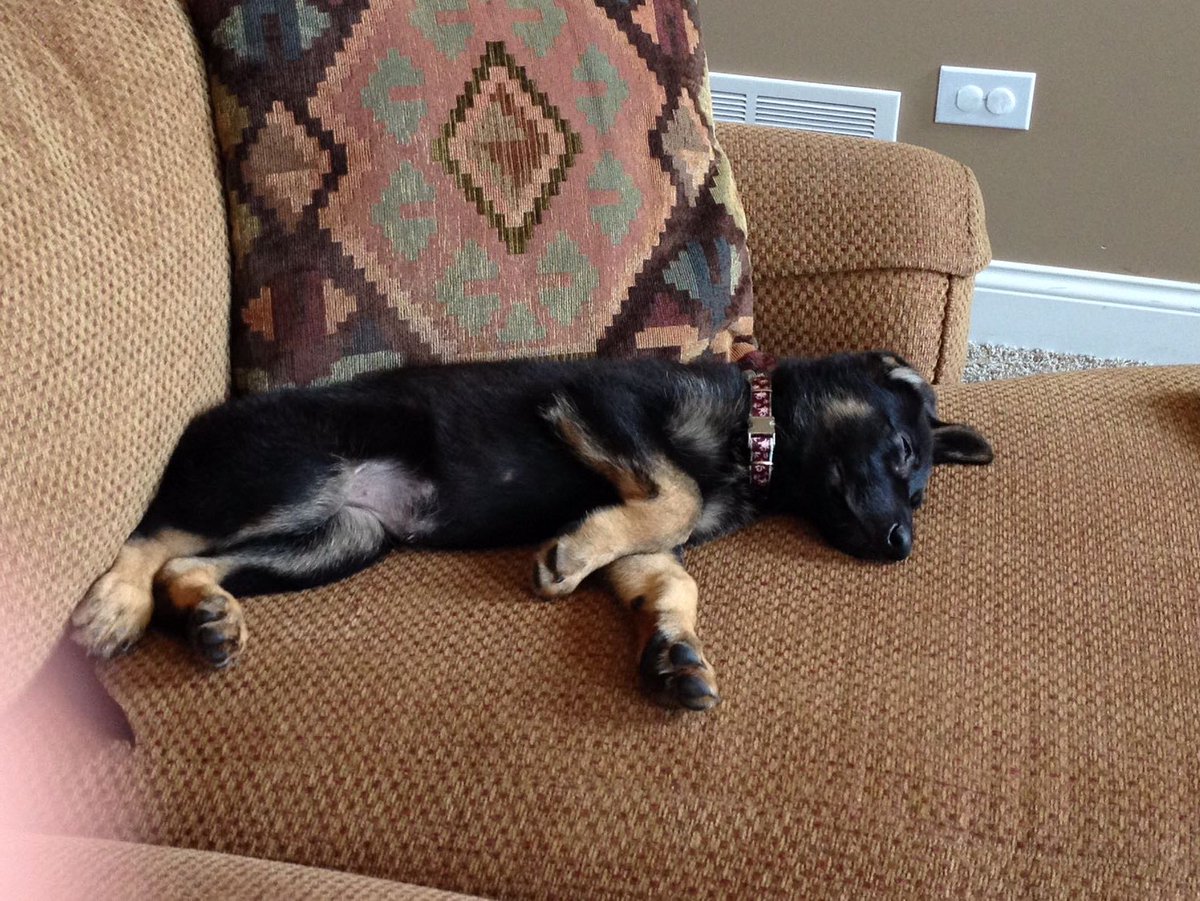 _jules's tweet photo. My sweet girl isn’t doing well, send good vibes https://t.co/nRROnwPJIi