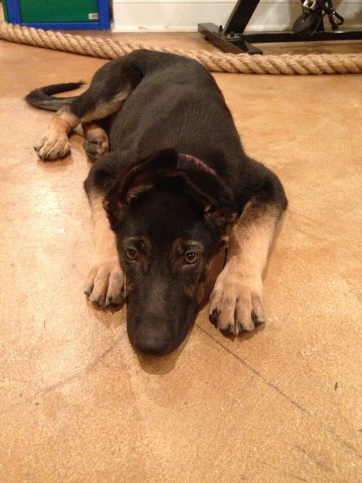 _jules's tweet photo. My sweet girl isn’t doing well, send good vibes https://t.co/nRROnwPJIi