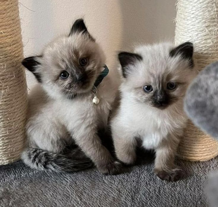 CatUniversex's tweet photo. Twins Cute kitten's 😍 https://t.co/4qwTJhPok9