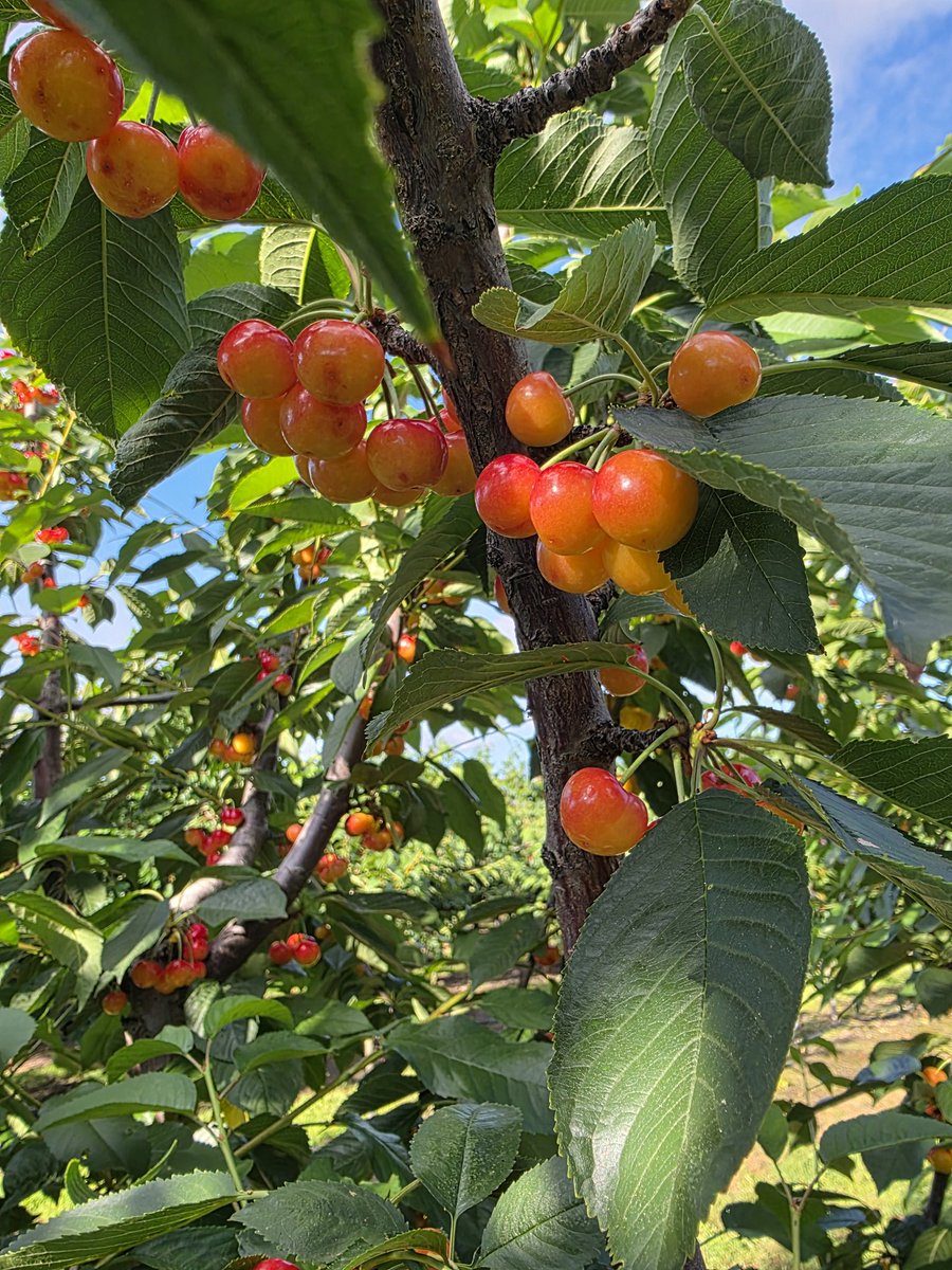 3rwinU's tweet photo. #FruirPicking #FarmHouse #Cherry https://t.co/5hqTSEv50Q