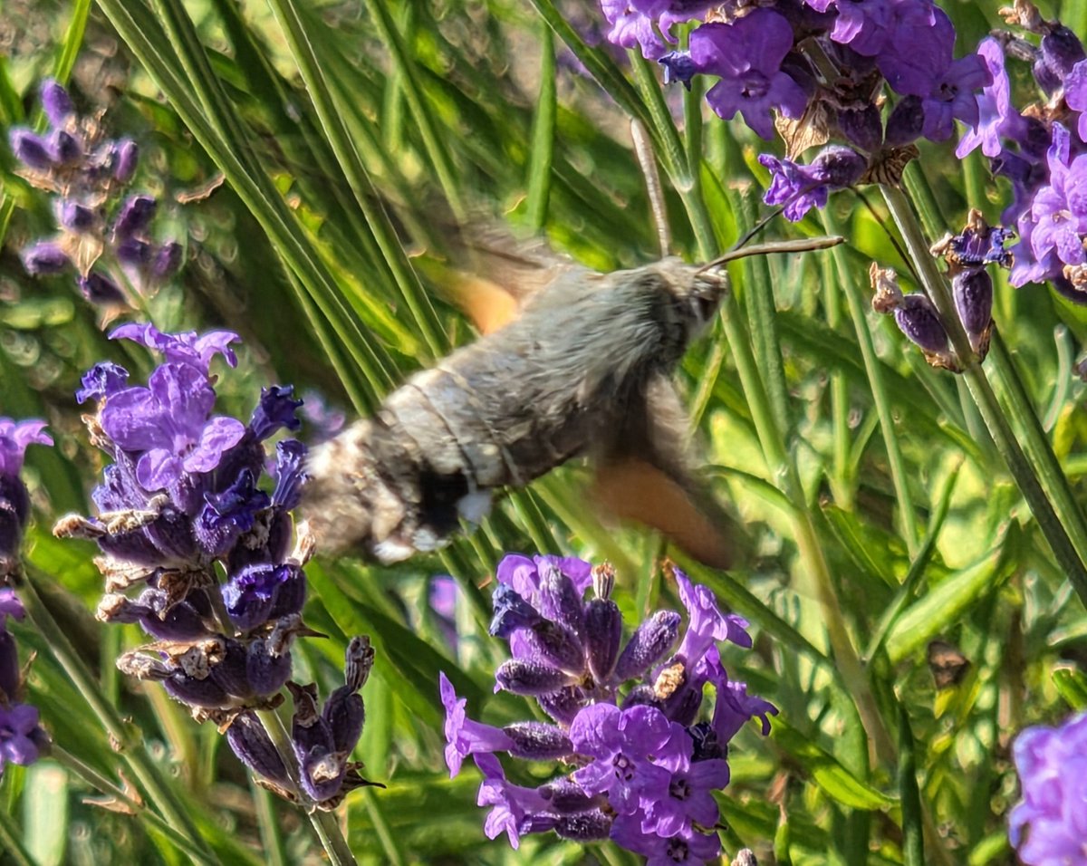 nrm1972mags's tweet photo. Hummingbird Hawk Moth in the garden this afternoon. https://t.co/GD1V8J8D32