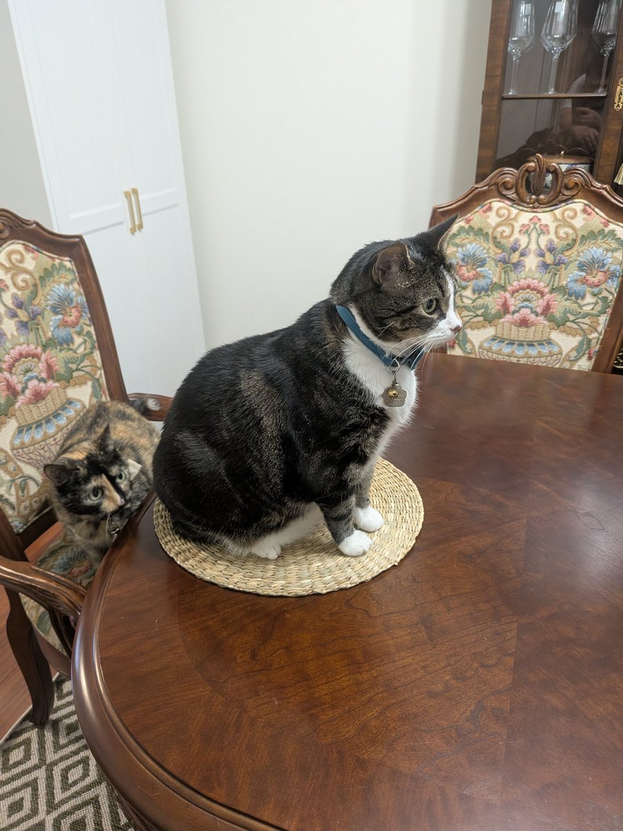 JEclectic9650's tweet photo. I think he has a quest for me https://t.co/Af4xYFKYvr