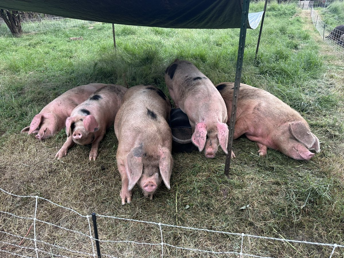 jaredstarns's tweet photo. The pigs say it’s HOT. Also could you please fill our water so we can dump it again? https://t.co/7QPIAeVzhS