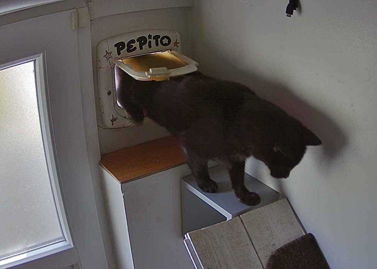 PepitoTheCat's tweet photo. Pépito is back home (18:34:25) https://t.co/hF1uKFkDUJ