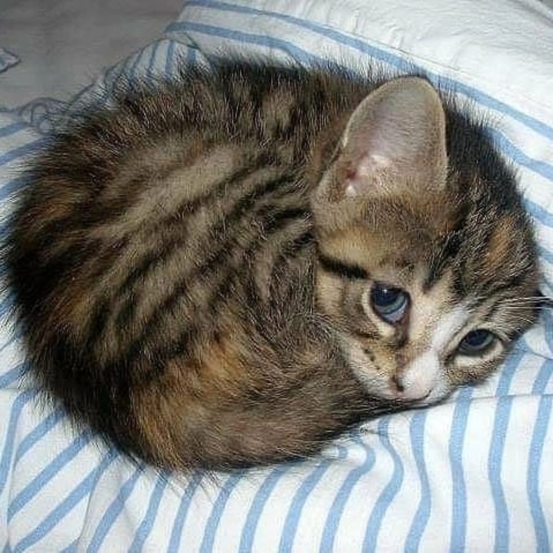 ThePetsX's tweet photo. Just a baby 🥹 https://t.co/gU389i8jwx