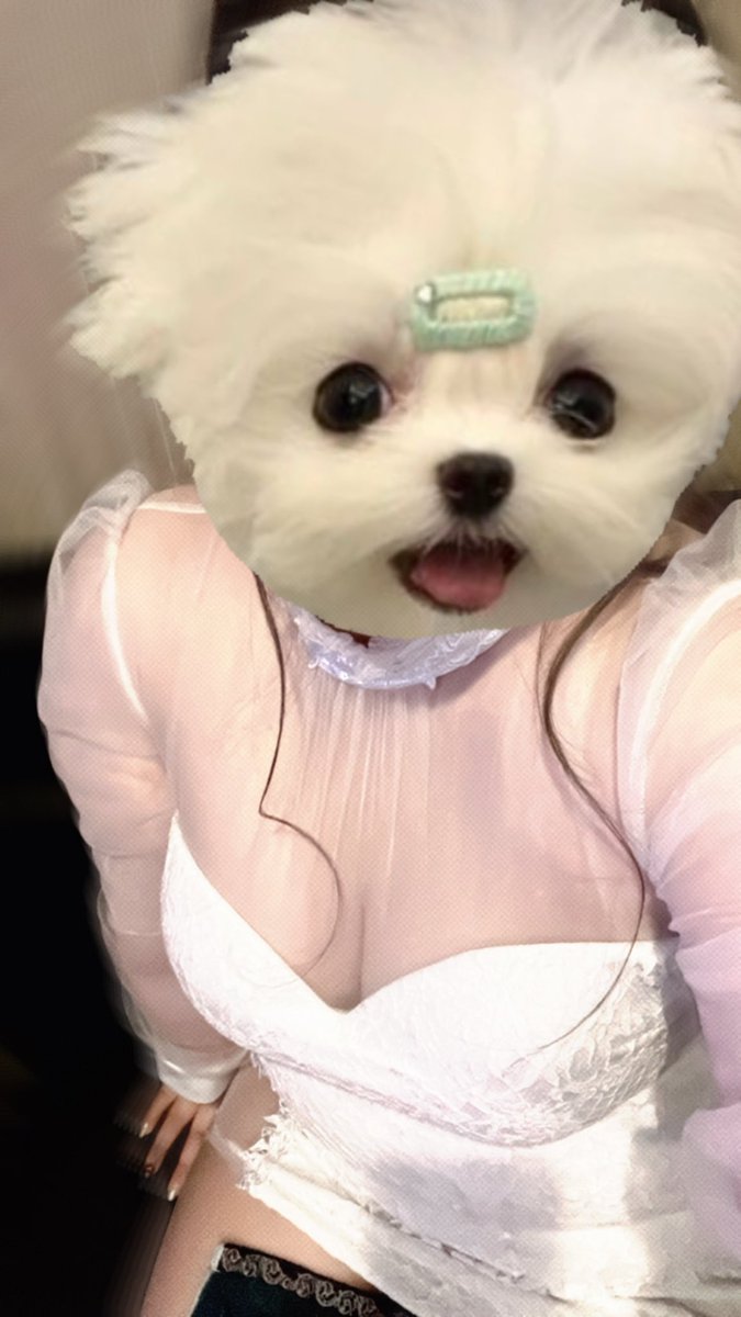 にゃんぽめ tweet media