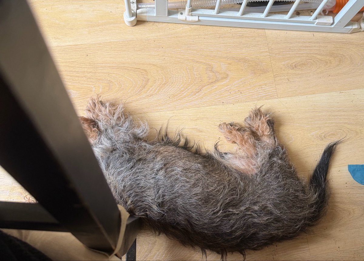 cotacotacotaroo's tweet photo. お願いします。違うところでお昼寝を。

お母ちゃんが仕事中は集中してるから椅子を引くのに気を遣えない😭

昨日知らなくて椅子を引いたらこの世の終わりみたいな声出して、でも足元にいるのはなんなのかわいい。 https://t.co/FjCTWyMjHg