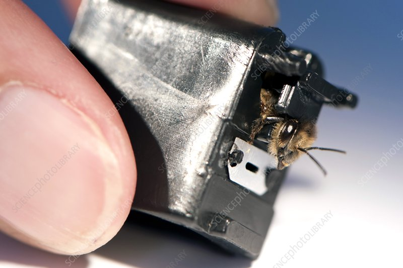 turtlekiosk's tweet photo. thinking about the chemical detector cartridge that just holds a bee https://t.co/AIUwqMErIv