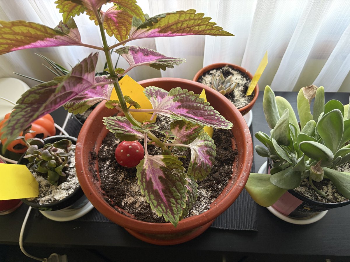 marci_leke's tweet photo. Vengo con una cosa muy random 😅 Estoy hasta la 🍄 de los mosquitos del sustrato😩 Tengo todas las plantas bañadas en tierra de diatomea y con las pegatinas amarillas esas. No se que hacer. Parece q desaparecen y luego los vuelvo a ver al de unos días😒 #ProblemasDelPrimerMundo https://t.co/xYYjcOOI8Z