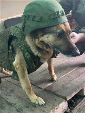 ShepperDog's tweet photo. When the USEC dudes knock down the door only to discover I'm just a dog... https://t.co/B8iBhNHicr