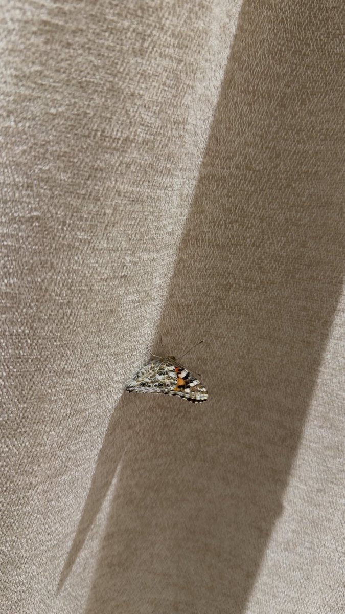 Tiy35's tweet photo. زيارة فراشة 🦋 🧡 https://t.co/5Byb0DjuM1