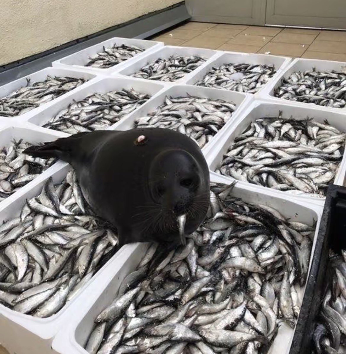 captainkroshik's tweet photo. The more you consume the less you’ll have, you will starve surrounded by fish https://t.co/VUXOiHdHLx