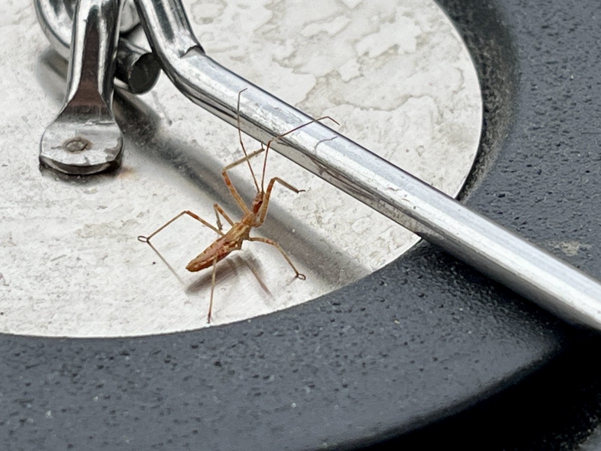 Witch_Hammer's tweet photo. Bug of the Day: This weird little guy who joined me during my morning pipe smoke. No idea what kind of bug but he was pretty chill. 10/10 bug experience #bugoftheday #GroyperSeason https://t.co/zpSyJpzU67