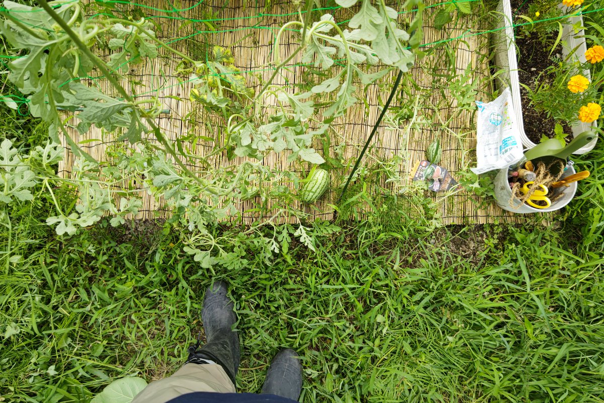 dsk59629094's tweet photo. ウリハムシにボロボロにされた小玉スイカがかなり伸びてきたので、スイカはネットで空中に誘導し、メロンは再度摘芯して整えました。メロンも赤ちゃんができていました！無事成長すると良いな〜😊
流石に畑は、プランターと違い、トマトがどんどんできる！
#メロン
#小玉スイカ https://t.co/PALMiAsbtF