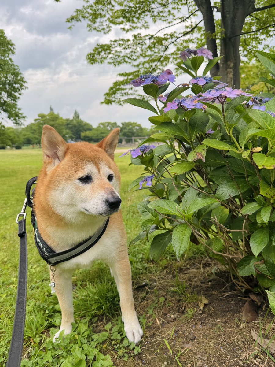 yoshi1830's tweet photo. 紫陽花元気がなくなっちゃった😞 https://t.co/JVFDHyVL0h