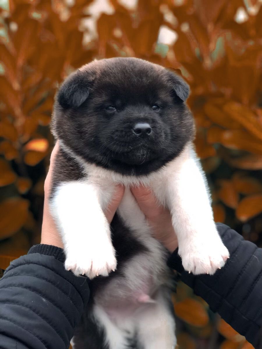greuhund's tweet photo. i love how american akita puppies look. just big and round https://t.co/SqkCq8IAp0