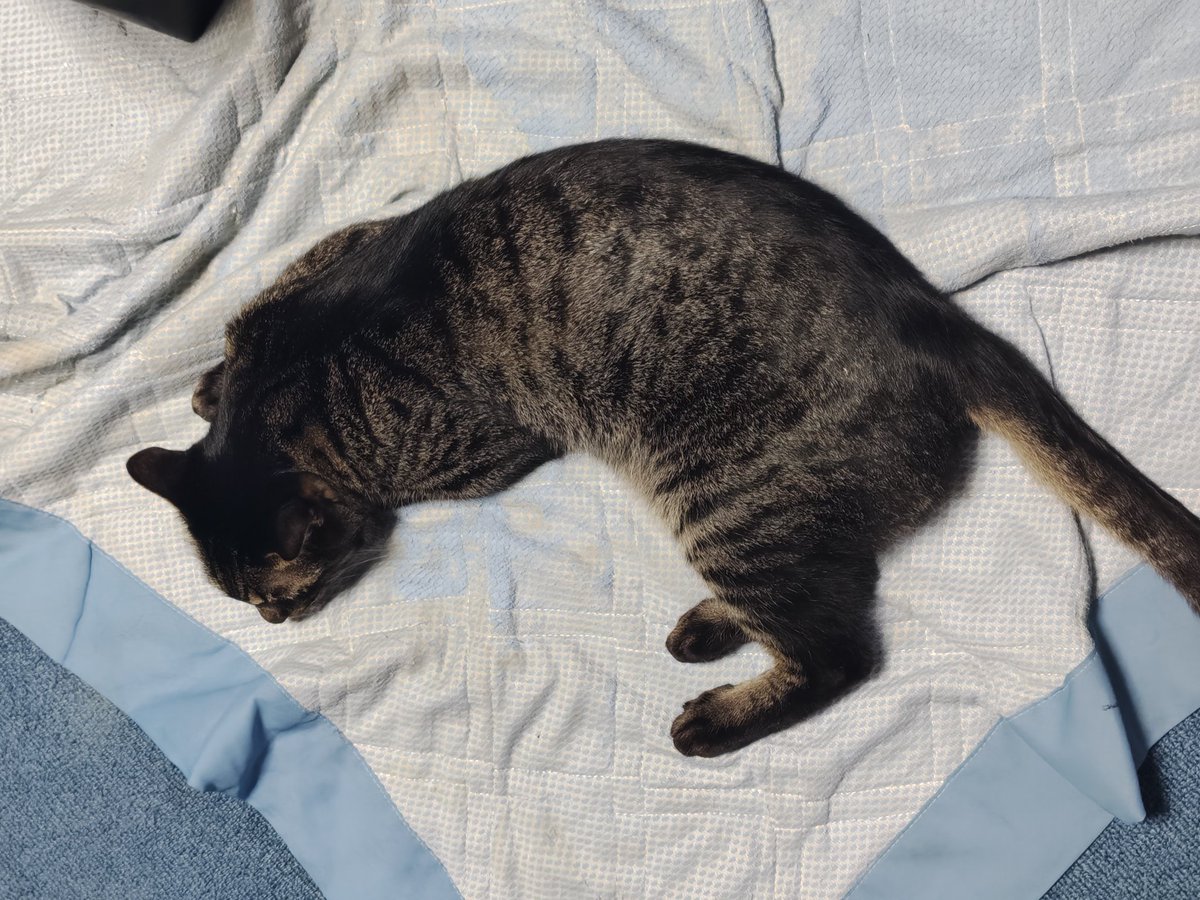 めー(にゃお)🐈 (@wader4123) / Posts / X