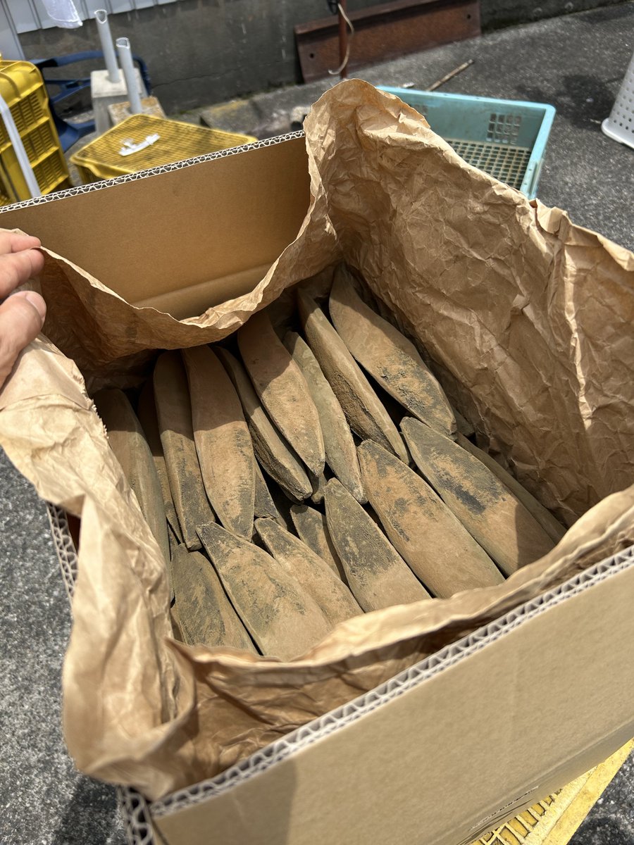tebiyama's tweet photo. おはようございます。本日より、ようやく本節の販売を再開いたします。今回はある程度まとめて数ができそうなので、個数制限など無しで販売をいたします。小さめの節が多いですが、鮮度も良く、脂の具合もちょうど良い感じなので、削りやすく美味しい節に仕上がったと思います。ぜひお試しください。 https://t.co/vjqXCkVb2H