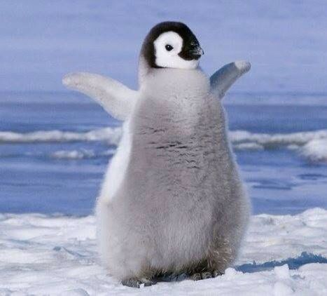 bonmiffyied's tweet photo. he's so penguinesque https://t.co/CIX3Wx3dFk