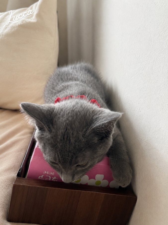 Lucca0625's tweet photo. Hello Cat’s World！🐈‍⬛

るっかの、7月12日分のデータとなう！
ティッシュをベッドにして電池切れ🪫

もちろんティッシュはいたずら対策だ逆さに置いてます✌️ https://t.co/9tub237Qxn