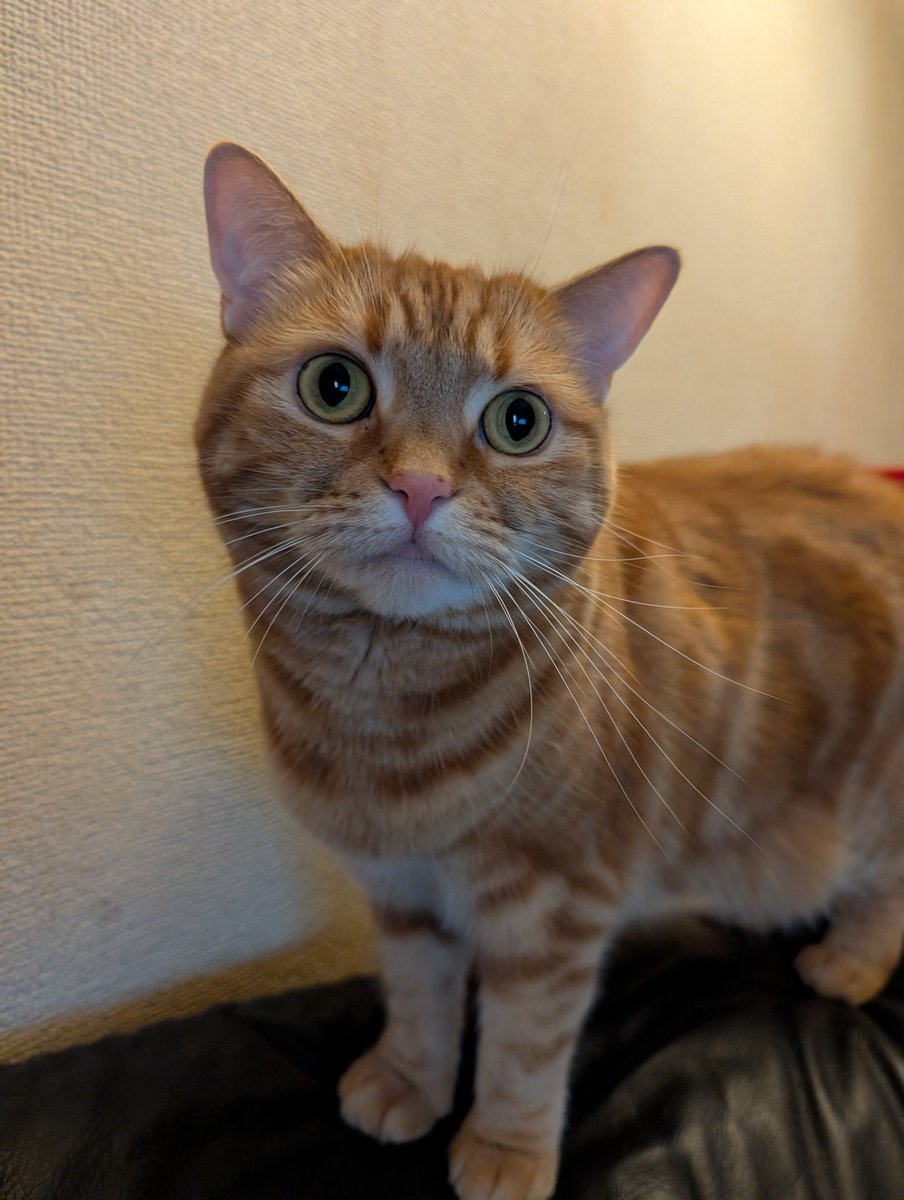 猫好きさんと繫がりたい